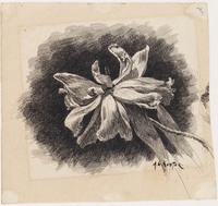 KT 1515
          <br/>
          Uitgebloeide tulp
          <br/>
          <em>Koster, Antonie Lodewijk (1859-1937)</em>